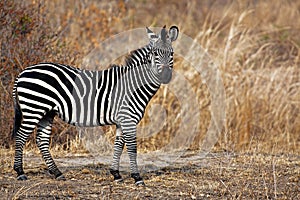 African Zebra