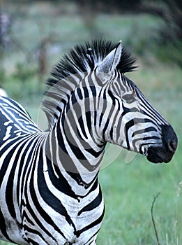 African zebra photo