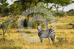 African zebra