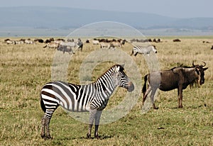 African zebra