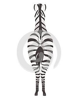 African zebra back view cartoon animal design flat vector illustration isolated on white background