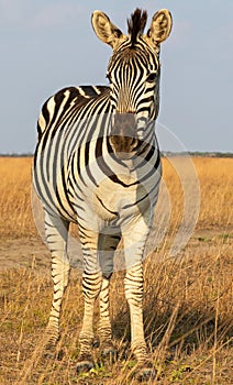 African zebra beautiful animal standing on steppe