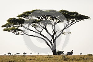 African zebra at beautiful landscape in the Serengeti National Park. Tanzania. Wild nature of Africa. Single acacia tree in