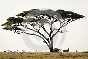 Auf der schön. Tansania. natur aus. der Einzige Achat ein Baum 