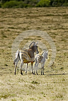 African zebra and calf