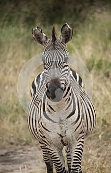 African zebra closeup portrait in Serengeti grasslands during great migration, Tanzania, Africa