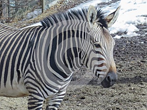 An African Zebra equines with distinctive black-and-white striped coat