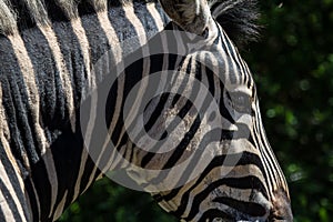 African Zebra Face