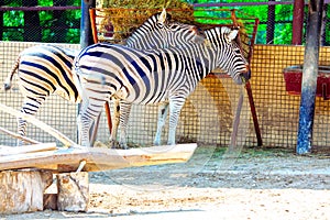 African zebra farm