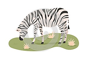 African zebra grazing, standing on grass. Wild striped animal eating. Savanna habitant. Tropical herbivore. Flat vector