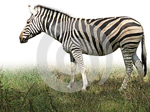 African zebra on green grass isolated