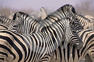 African zebra herd Etosha National Park,Namibia