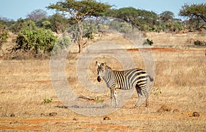 African zebra in Kenya