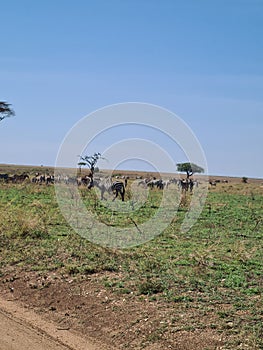 African Zebra in National Park, Tanzania. Safari in Africa