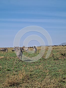 African Zebra in National Park, Tanzania. Safari in Africa