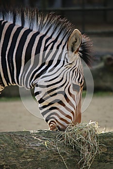 African Zebra.
