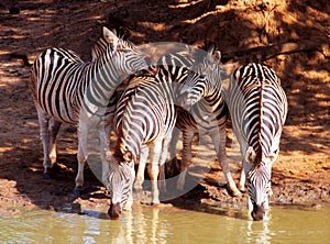 African Zebra at waterhole