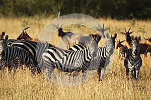 African zebras