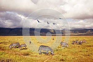 African zebras on a background of beautiful clouds in the savannah. Ngorongoro crater. Tanzania. Africa.