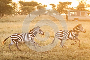 African zebras at beautiful landscape during sunrise safari in the Serengeti National Park. Tanzania. Wild nature of Africa