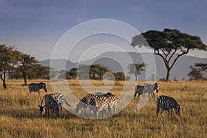 African zebras at beautiful landscape during sunrise safari in the Serengeti National Park. Tanzania. Wild nature of Africa