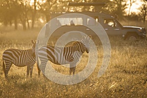 African zebras at beautiful landscape during sunrise safari in the Serengeti National Park. Tanzania. Wild nature of Africa