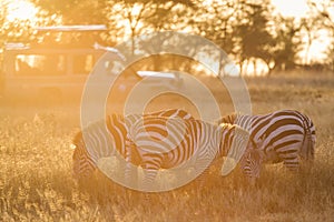 African zebras at beautiful landscape during sunrise safari in the Serengeti National Park. Tanzania. Wild nature of Africa