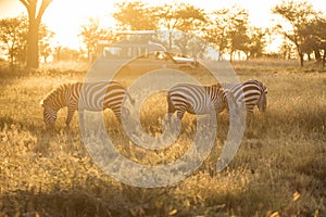 African zebras at beautiful landscape during sunrise safari in the Serengeti National Park. Tanzania. Wild nature of Africa