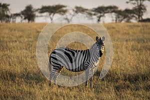 African zebras at beautiful landscape during sunrise safari in the Serengeti National Park. Tanzania. Wild nature of Africa