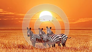 African zebras at beautiful orange sunset in the Serengeti National Park. Tanzania. Wild nature of Africa.