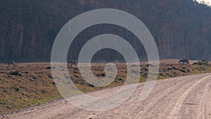 African Zebras Follow Each Other Through The Dusty Ground In The Reserve