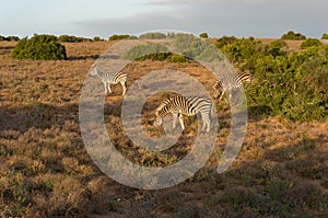 African zebras grazing in African savannah at sunrise