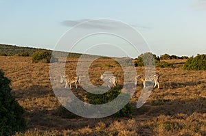 African zebras grazing in African savannah at sunrise