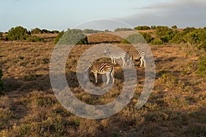 African zebras grazing in African savannah at sunrise