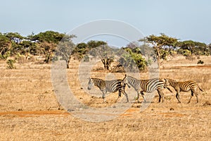 African zebras in Kenya