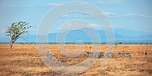 African Zebras in Mikumi national park