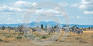 African Zebras in Mikumi national park