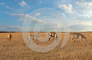 African zebras and Przewalski`s horses herbivore animals group