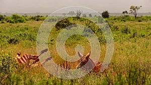 African zebras rolling on grass-001