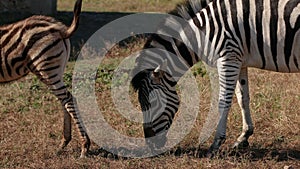 African zebras stand in the bright sun in hot savannah. African safari