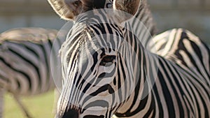 African zebras stand in the bright sun in hot savannah. African safari