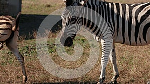 African zebras stand in the bright sun in hot savannah. African safari