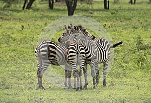 African zebras stand butt to butt for protection in Tanzania grasslands