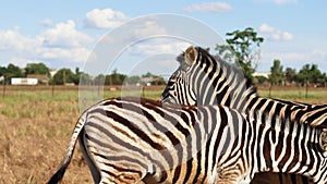 African zebras stand and wag their tails in the bright sun in the hot savannah. African safari