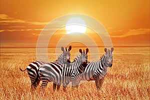 African zebras at sunset in the Serengeti National Park. Tanzania. Wild nature of Africa