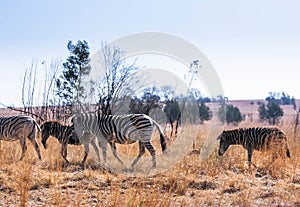 African Zeebra Game Safari Highveld