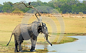 Africana loxodonta african elephant standing on the dry yellow plains with an african fish eagle. Kafunta river lodge, south lua