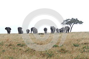 Africans elephants near a Acacia tree in the rain