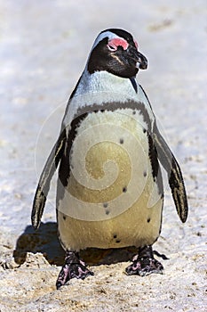 Africans Penguin, South Africa