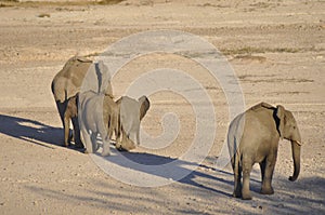 In Africas oldest wildlife national park there are lots of elephants